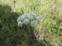Kadenia dubia