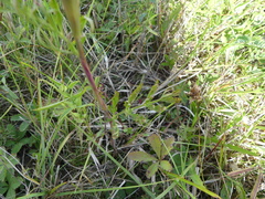 Kadenia dubia