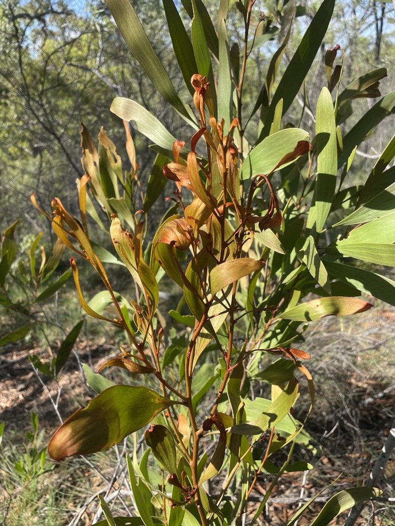 Hakea trineura (Hakea trineura)