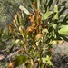 Hakea trineura - Photo (c) Bruce McLennan, algunos derechos reservados (CC BY-NC), subido por Bruce McLennan