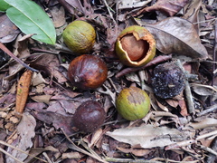 Beilschmiedia bancroftii