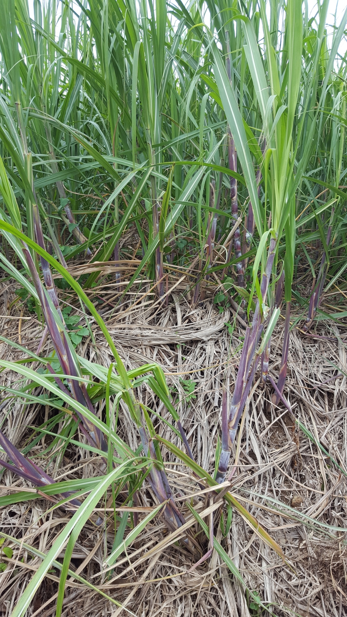 (c) François Rousseu, certains droits réservés (CC BY-NC) https://www.inaturalist.org/observations/106535831