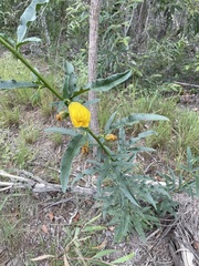 Hibiscus divaricatus
