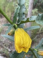 Hibiscus divaricatus