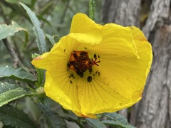 Hibiscus divaricatus