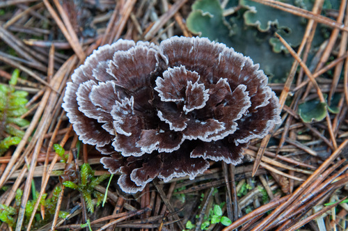 Thelephora caryophyllea