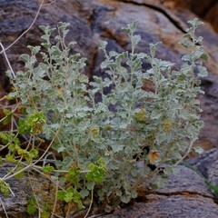 Hermannia minutiflora