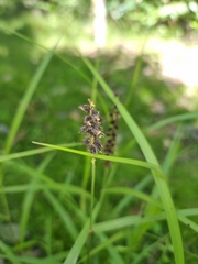 Cenchrus caliculatus