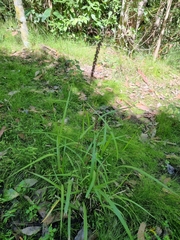 Cenchrus caliculatus