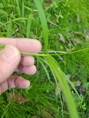 Cenchrus caliculatus