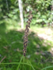 Cenchrus caliculatus