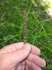 Cenchrus caliculatus