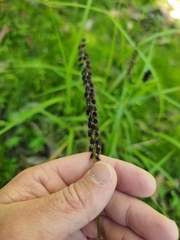 Cenchrus caliculatus