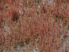Myriophyllum verrucosum