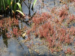 Myriophyllum verrucosum