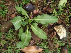 Rumex japonicus