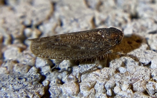 iNaturalist observation photo of Texananus