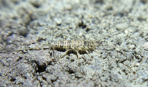 iNaturalist observation photo of Typical Silverfishes