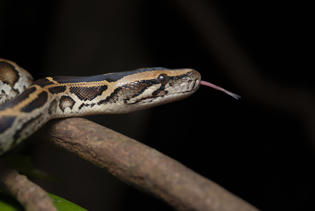 Burmese Python in July 2021 by Lawrence Hylton · iNaturalist