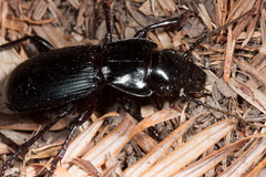 Pterostichus lama