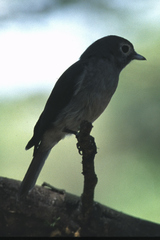 Melaenornis fischeri