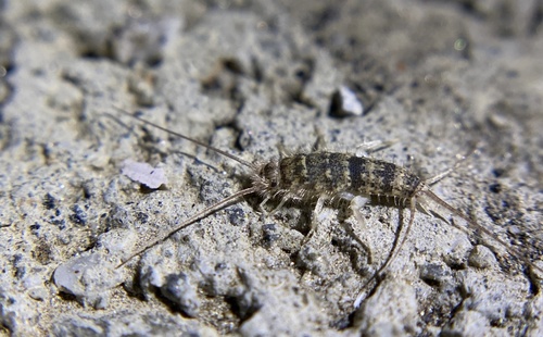 iNaturalist observation photo of Firebrat