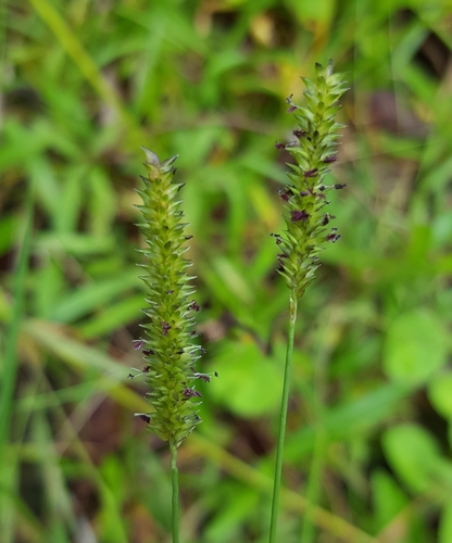 Sacciolepis image