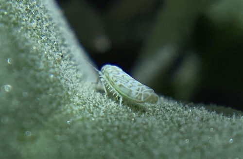 iNaturalist observation photo of Hebata