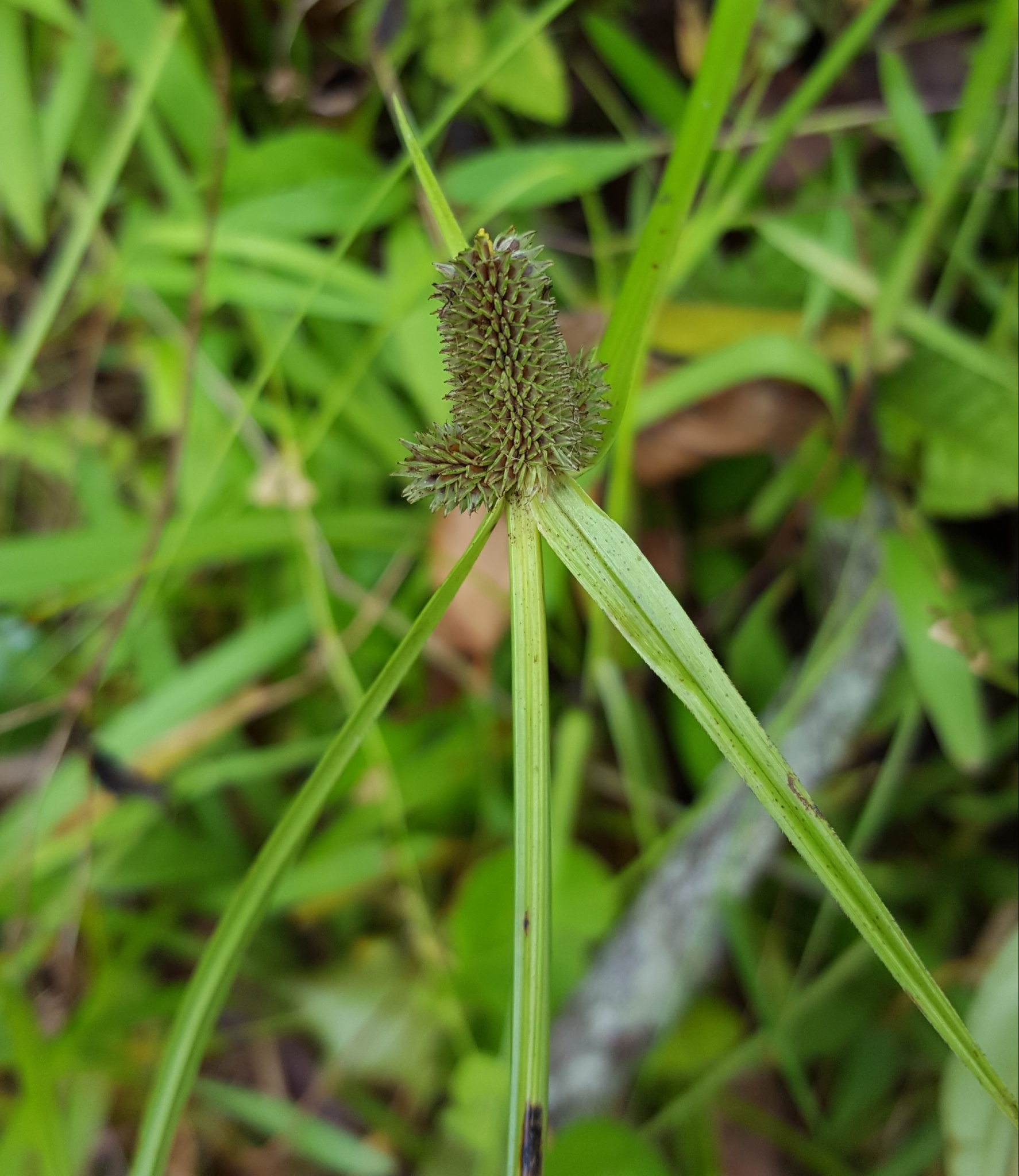 (c) François Rousseu, certains droits réservés (CC BY-NC) https://www.inaturalist.org/observations/106536079
