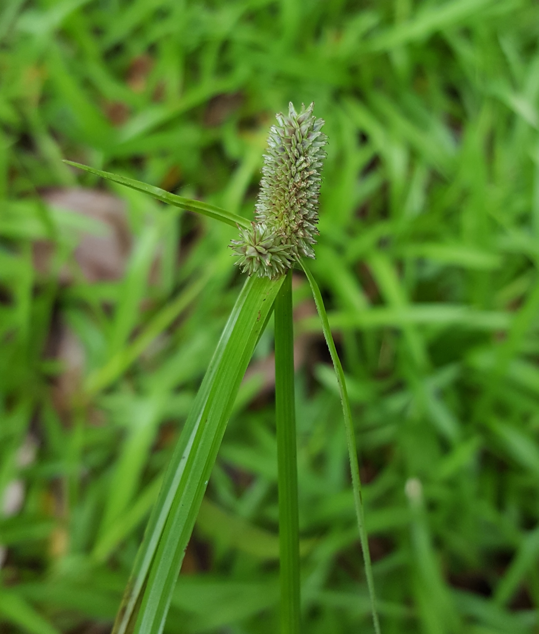 (c) François Rousseu, certains droits réservés (CC BY-NC) https://www.inaturalist.org/observations/106536079