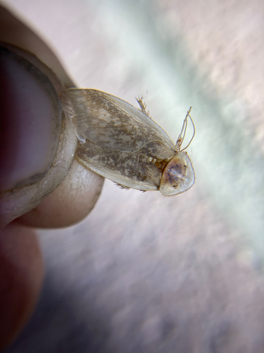 iNaturalist observation photo of Arenivaga