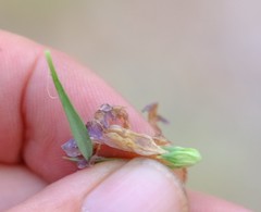 Aptosimum spinescens