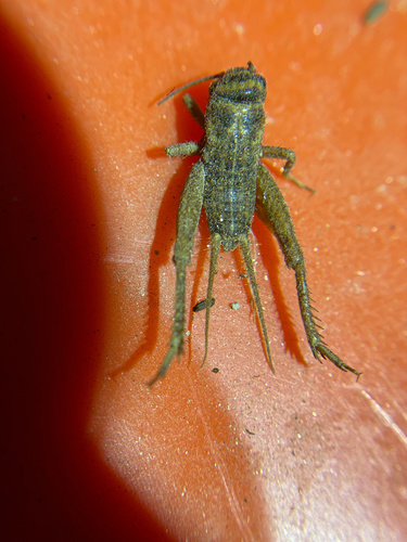 iNaturalist observation photo of House Cricket