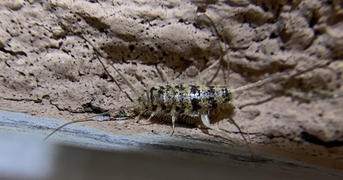 iNaturalist observation photo of Typical Silverfishes