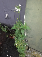 Nemesia floribunda