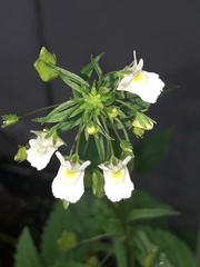 Nemesia floribunda