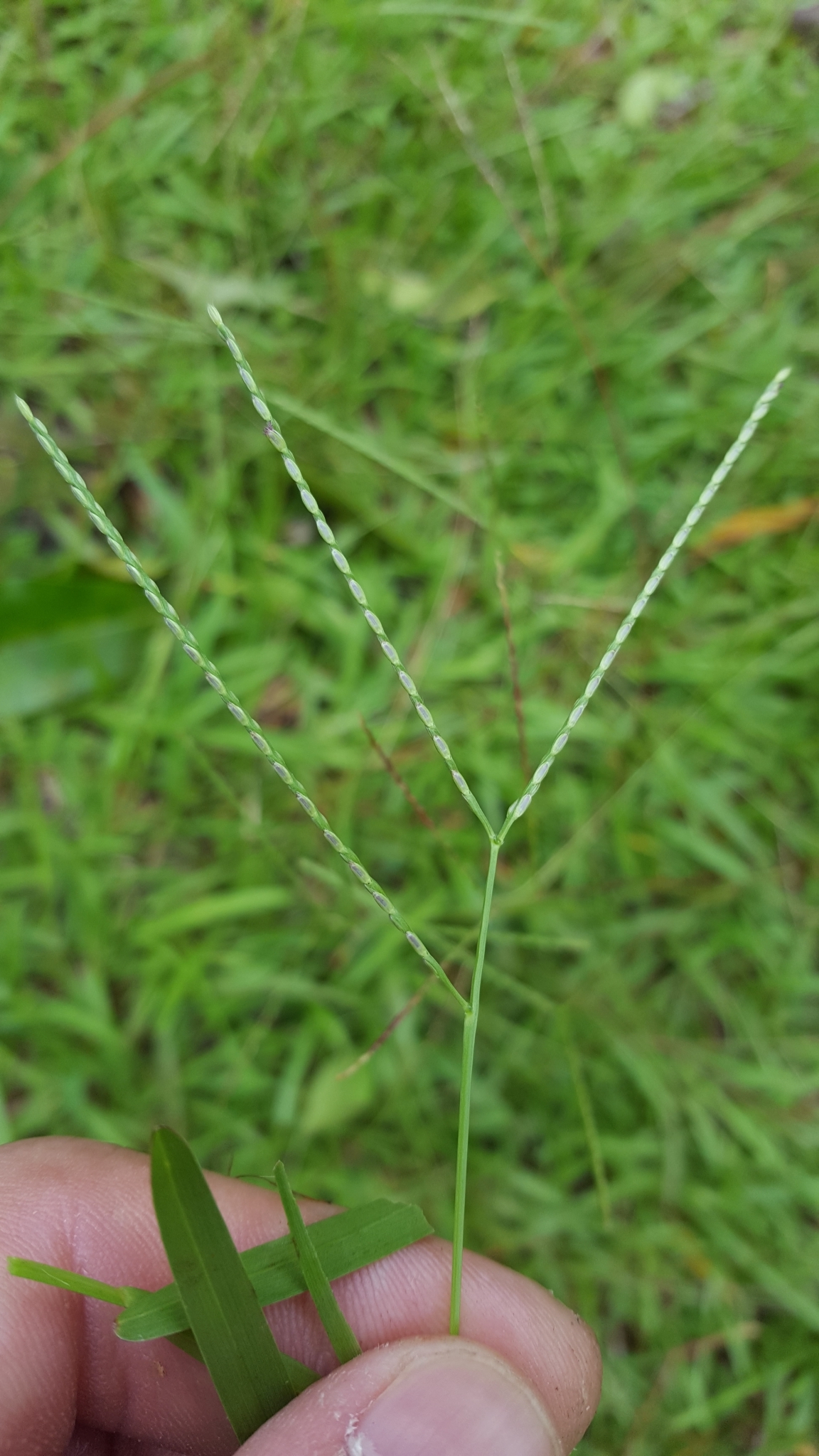 (c) François Rousseu, certains droits réservés (CC BY-NC) https://www.inaturalist.org/observations/106536126