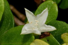 Jacquemontia havanensis