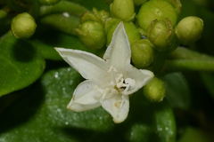 Jacquemontia havanensis