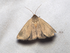 Heliocheilus moribunda