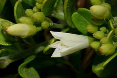 Jacquemontia havanensis