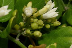 Jacquemontia havanensis