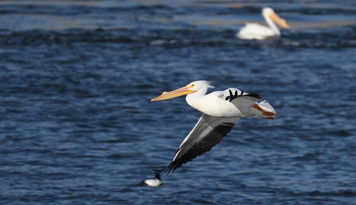 American White Pelican photographed in Missouri