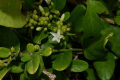 Jacquemontia havanensis