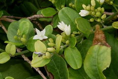 Jacquemontia havanensis