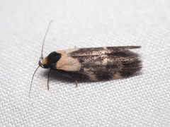 Palimmeces leucopelta