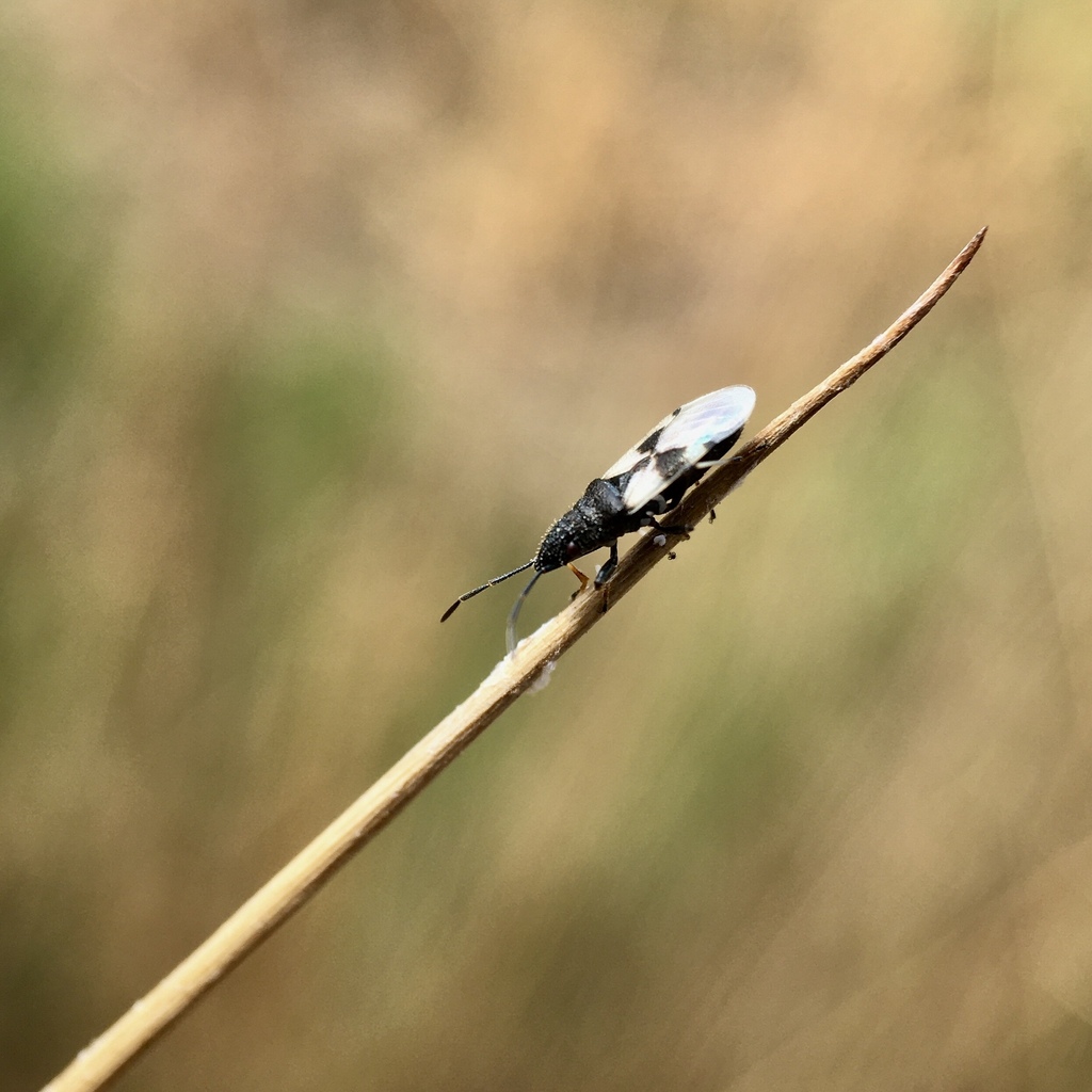 Cottonseed Bug