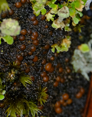 Fuscopannaria praetermissa