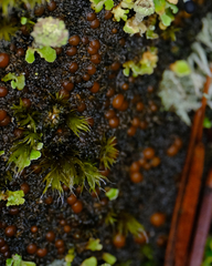 Fuscopannaria praetermissa