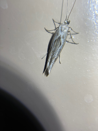 iNaturalist observation photo of Ethmiinae